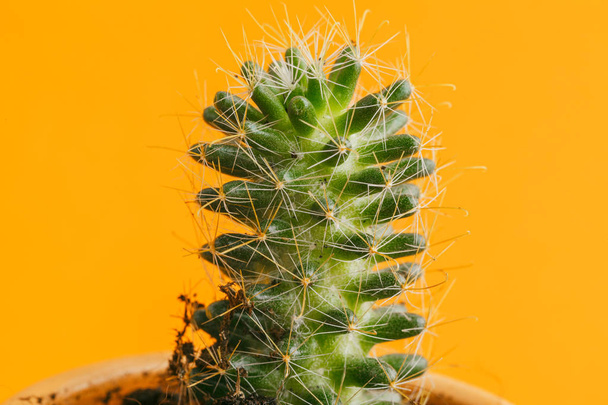 succulent plant on a yellow background. - Foto, immagini