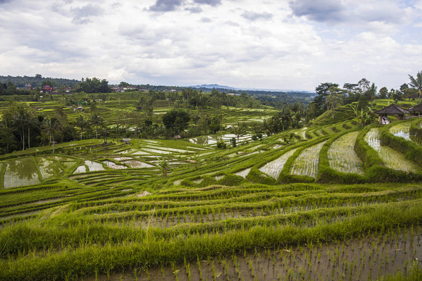 Rice fields of Jatiluwih in southeast Bali, Indonesia - Φωτογραφία, εικόνα