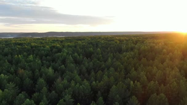 pitoresco verde densa floresta árvore topos iluminados pelo sol da manhã
 - Filmagem, Vídeo