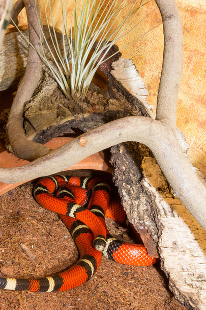 Serpiente roja de leche de Sinaloa en un terrario
 - Foto, imagen