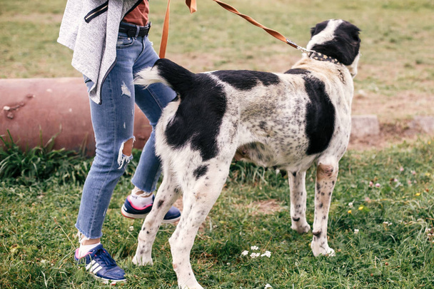 Perro alabai dulce sin hogar jugando y paseando en el parque de verano. Bi.
 - Foto, Imagen
