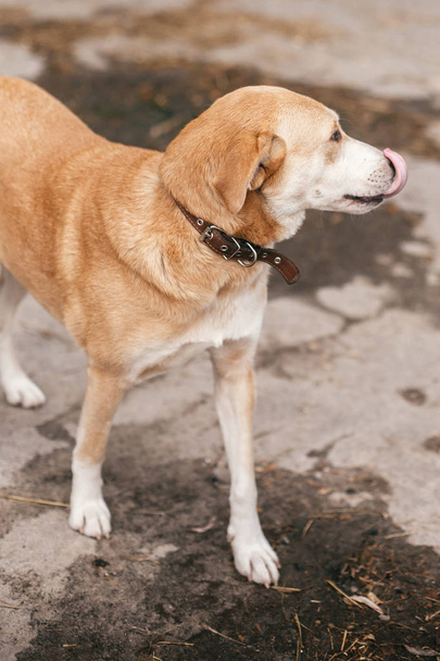 Lindo perro sin hogar con ojos dulces caminando en el parque de verano
 - Foto, Imagen