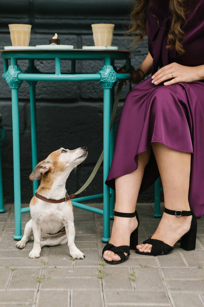Dog in cafe. Looking to the owner. Purple elegant dress. Friends - 写真・画像