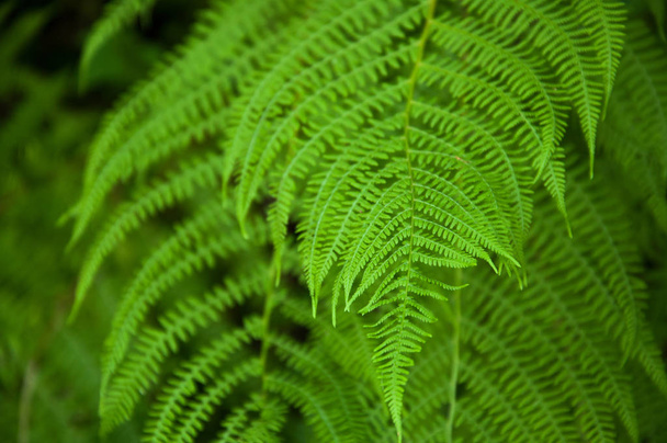 Leaves of bright green fern. Summer. Branches - Φωτογραφία, εικόνα