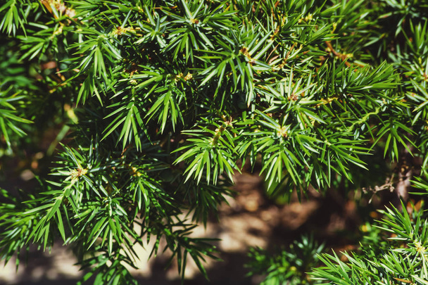 A bush of green juniper grows in the mountains close up - 写真・画像