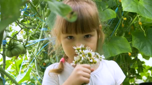 joven hermosa chica huele ramo de manzanilla en el jardín
 - Imágenes, Vídeo