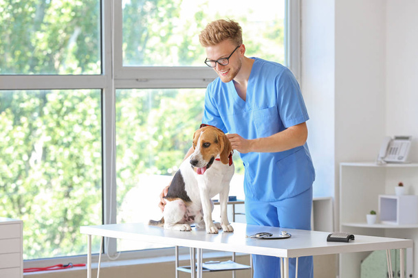 Κτηνίατρος εξέταση χαριτωμένο σκυλί στην κλινική - Φωτογραφία, εικόνα