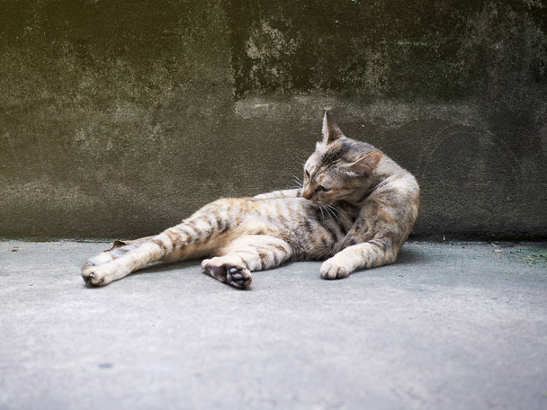 Kissa makaa lattialla mukavassa asennossa, puhdistaa kehoa, likaiset seinät, Käsitys kissoista, joilla on tilaa tekstille
. - Valokuva, kuva