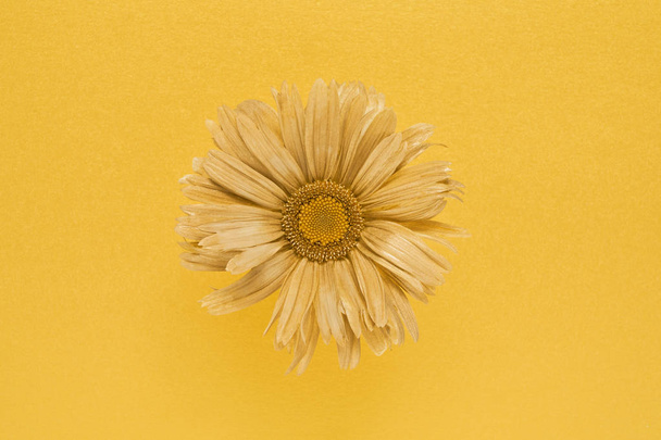 Zlatá barevná květinka. Květina zlatá Daisy na zlatém pozadí. Pohled shora, místo kopírování.  - Fotografie, Obrázek
