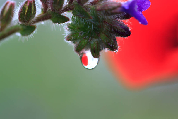 Una rama de una flor violeta silvestre con una gota de rocío matutino y una flor de amapola roja con un fondo borroso de la naturaleza. macro foto. detalles borrosos
 - Foto, Imagen