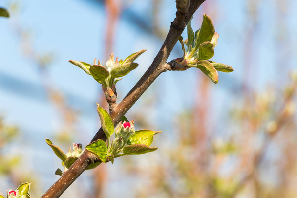 Flor da árvore de maçã Deliciosa de Ouro na primavera
 - Foto, Imagem