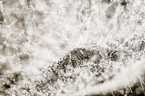 露が低下にクモの巣 - 写真・画像