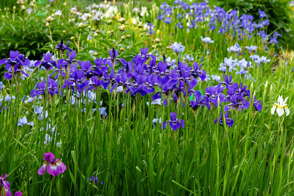 Fleurs d'iris de Sibérie (iris sibirica) sur fond vert dans le jardin
 - Photo, image