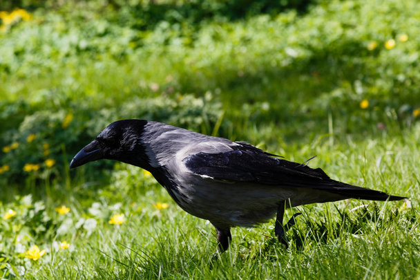 Corvus cornix. Bahçede gri karga civciv - Fotoğraf, Görsel