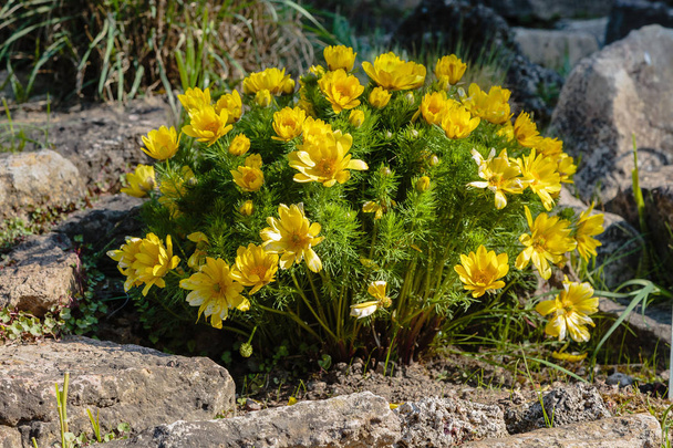 Adonis vernalis is a perennial flowering plant in sping garden. Adonis vernalis is a medicinal plant. Yellow Adonis flowers in natural background - Photo, Image