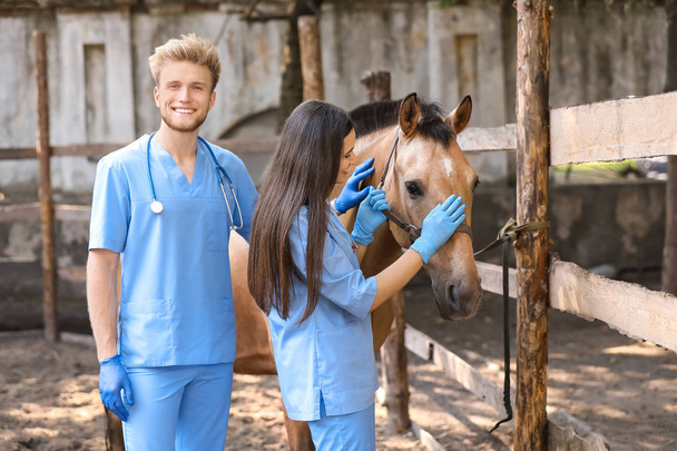 Ветеринары осматривают лошадь на ферме
 - Фото, изображение