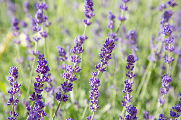 Beautiful summer view with lavender flowers - Photo, Image