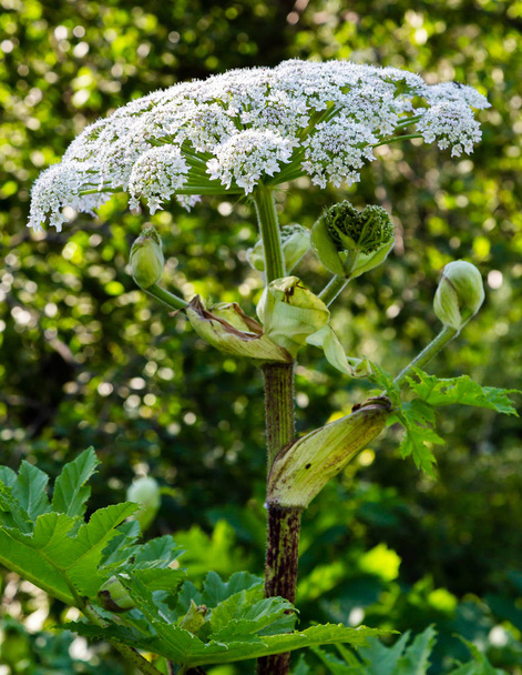 Heracleum sosnowskyi é planta apoisonous, sabido geralmente como hogweed gigante, cartwheel-flower, salsa gigante da vaca, pastinaga gigante da vaca, hogsbain
 - Foto, Imagem