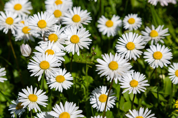 weiße Gänseblümchen im Garten - Foto, Bild