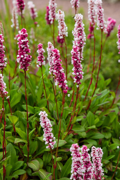 Polygonum offine in garden. Flowers of polygonum offine. Medicinal plants in the garden - Photo, Image
