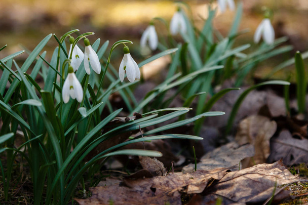 Snowdrops or common snowdrop (Galanthus nivalis) flowers in garden - Photo, Image