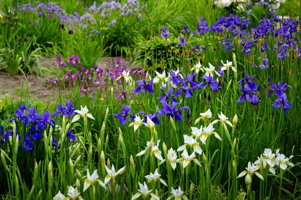 Fleurs d'iris de Sibérie (iris sibirica) sur fond vert dans le jardin
 - Photo, image