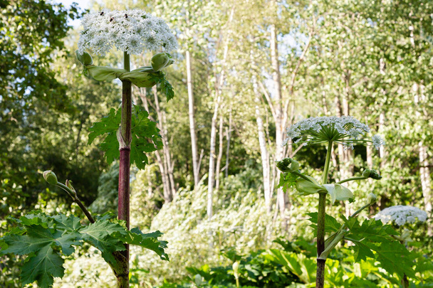 Heracleum sosnowskyi is apoisonous plant, commonly known as giant hogweed, cartwheel-flower, giant cow parsley, giant cow parsnip, hogsbain - Photo, Image