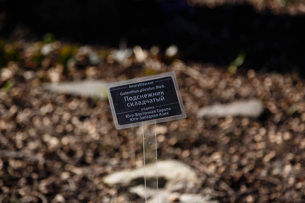 Подснежники или обычные подснежники (Galanthus nivalis) цветы в саду
 - Фото, изображение