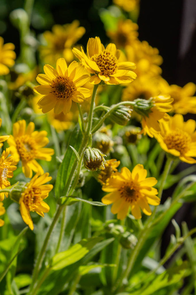 Arnica foliosa in giardino. Fiori gialli Arnica foliosa. Piante medicinali in giardino
 - Foto, immagini