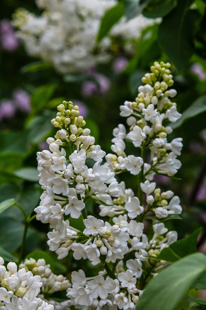 Blooming lilac (Syringa) in the garden. Beautiful purple lilac flowers on natural background - Photo, Image
