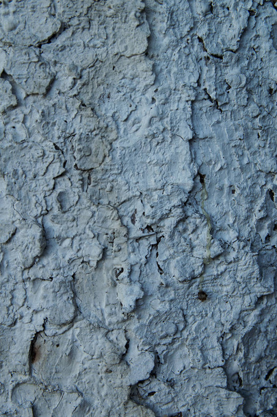 Background of a tree trunk, covered with gray paint, cracked from old age - Zdjęcie, obraz