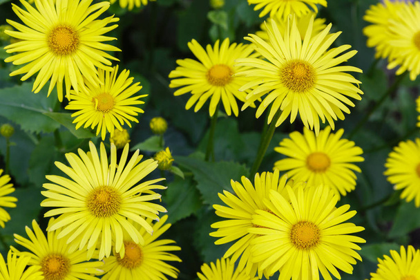 Квітковий фон з жовтими ромашками. Жовті квіти ромашки на природному фоні. Дорокум Орієнталь в весняному саду - Фото, зображення