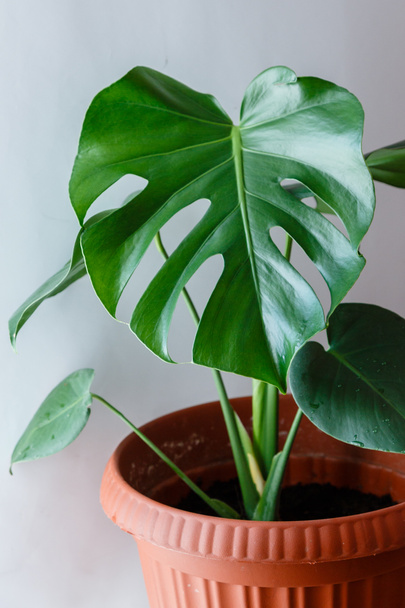 Green leaves of monstera - a popular tropical plant - Photo, Image