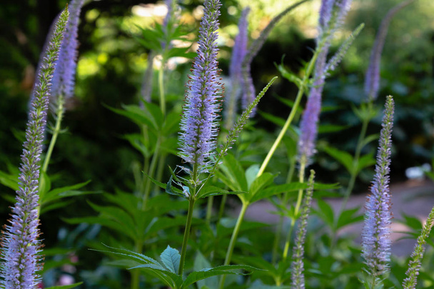Голубой цветок Вероники Лонгифолии в саду. Лекарственные растения в саду
 - Фото, изображение