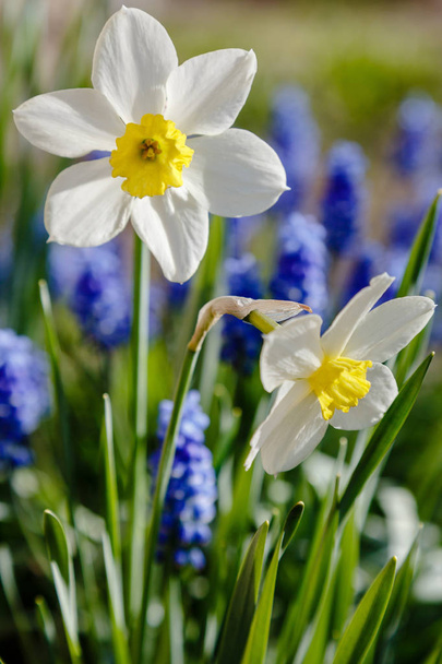 Квіти нарцисів (гібрид Нарциса) у весняному саду
 - Фото, зображення