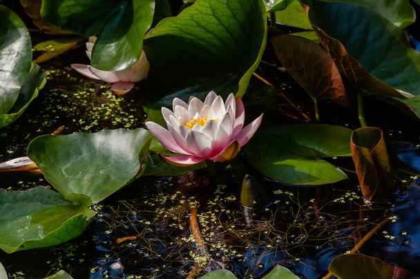 Nymphaea Bloom, lilia wodna, lilia wodna w staw ogrodowy - Zdjęcie, obraz