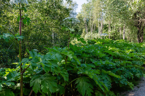 heracleum sosnowskyi ist eine apoisone Pflanze, die allgemein als Riesenbärenklau, Wagenradblume, Riesen-Kuhpetersilie, Riesen-Kuh-Pastinaken, Schweinebauch bekannt ist. - Foto, Bild