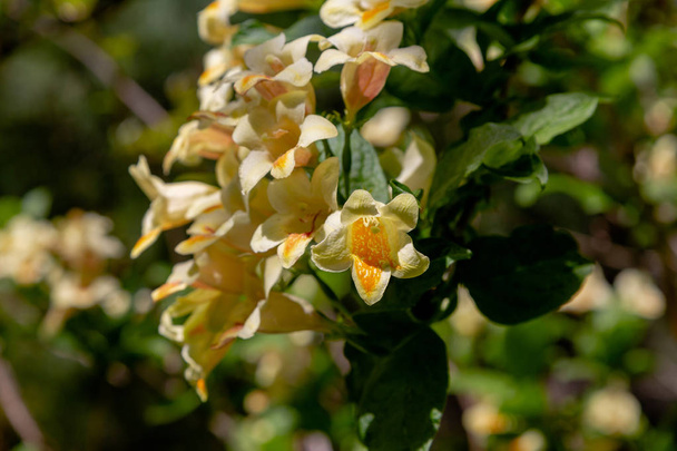 Λουλούδια από τη Φλόριντα. Η ανθοφορία της Φλόριντα (Weigela florida) στον κήπο της άνοιξης την ηλιόλουστη μέρα. Φυσικό φόντο με λουλούδια. Διακοσμητικοί θάμνοι στον κήπο - Φωτογραφία, εικόνα