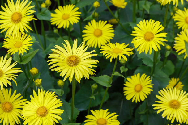 Květinové pozadí se žlutými sedmičkami. Žluté květiny v přirozeném prostředí. Doronicum Orientale v jarní zahradě - Fotografie, Obrázek