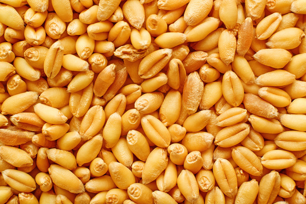 Wheat grains - Fotoğraf, Görsel