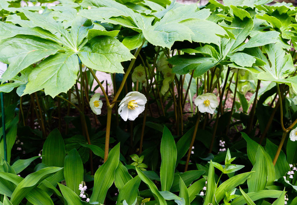 Mayapple bloemen of Podophyllum Peltatum in de tuin. Geneeskrachtige kruidachtige plant, een soort van het Podophyllum (Podophyllum) van de Barberry familie (Berberidaceae) - Foto, afbeelding