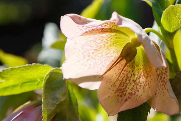 Hellebore floreciendo en el jardín
 - Foto, Imagen
