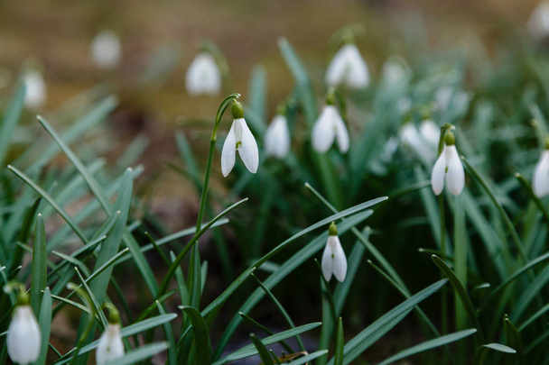 Snowdrops or common snowdrop (Galanthus nivalis) flowers in garden - Photo, Image