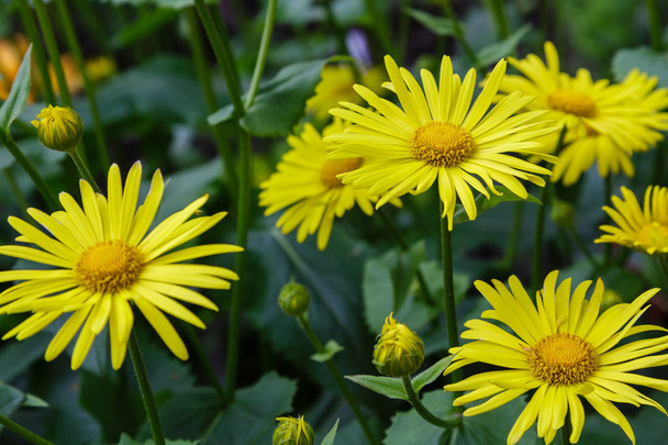 Květinové pozadí se žlutými sedmičkami. Žluté květiny v přirozeném prostředí. Doronicum Orientale v jarní zahradě - Fotografie, Obrázek