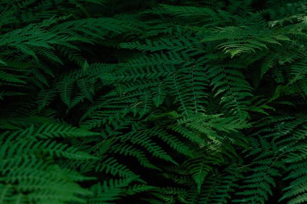 Green tropical background with jungle plants. Background of fern leaves - 写真・画像