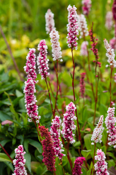 Polygonum offine in garden. Flowers of polygonum offine. Medicinal plants in the garden - Photo, Image
