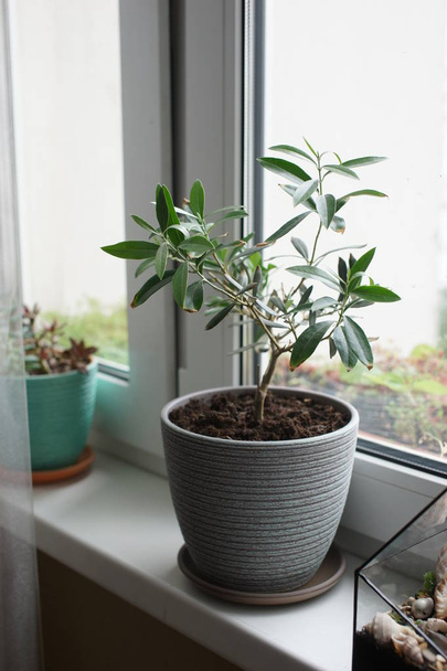 grüne Pflanze mit vielen langen Blättern wächst im Topf auf der Fensterbank - Foto, Bild