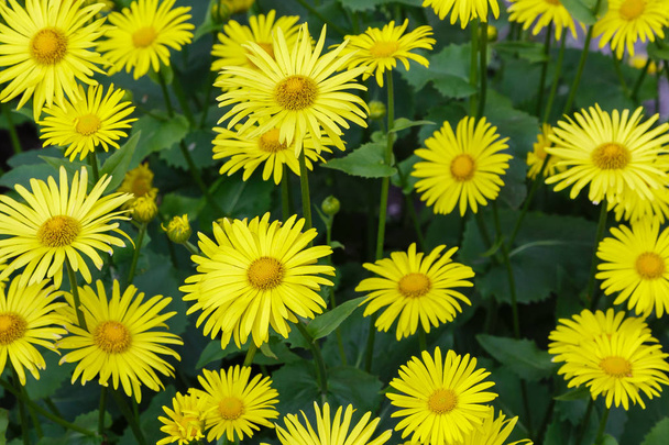 Floral background with yellow daisies. Yellow daisy flowers in natural background. Doronicum orientale in spring garden - Photo, Image