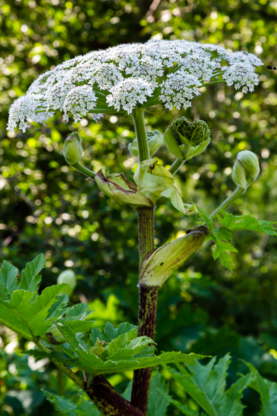 Heracleum sosnowskyi est une plante apoisoneuse, communément appelée hogsweed géant, cartwheel-flower, persil de vache géant, panais de vache géant, hogsbain
 - Photo, image