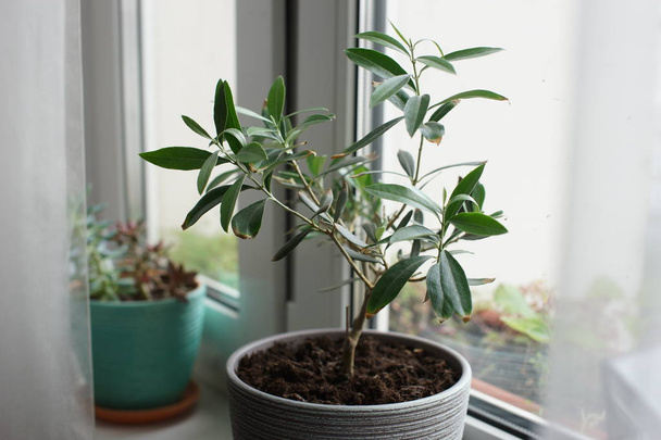 green plant with many long leaves growing in pot on windowsill background - Valokuva, kuva